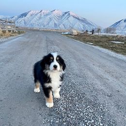 Australian Shepherd Puppies from WC Ranch