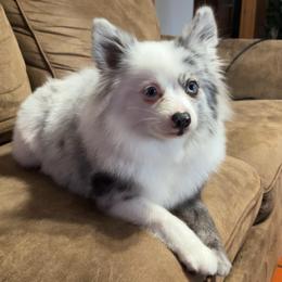 Princess - Blue merle female Pomeranian puppy in Hughes Springs, Texas from Hughes Springs Tx Poms