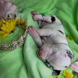 Prince William - Harlequin male Great Dane puppy in Brookings, South Dakota from Debonair Danes