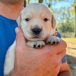 Farmer - Dark golden male Golden Retriever puppy in Doniphan, Missouri from Stockford’s Golden Retrievers