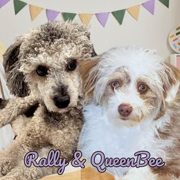 Aussiedoodle puppies from North Idaho Miniature Aussiedoodles