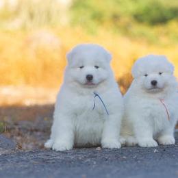 Samoyed Puppies from Carefree Samoyeds