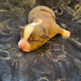 Irwin - Red merle male Miniature Australian Shepherd puppy in Deming, New Mexico from Rave'n Aussies of New Mexico