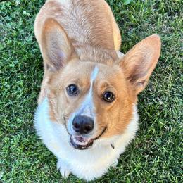 Dolly - Pembroke Welsh Corgi