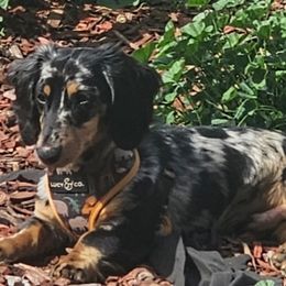 Dachshunds from Duran Dachshunds