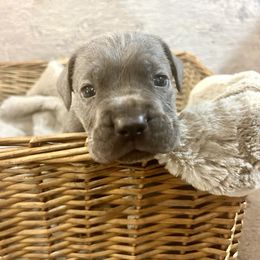 Cane Corso Puppies from Wilco Cane Corso