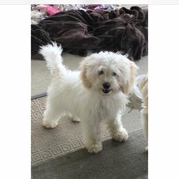 Peanut - Bernedoodle