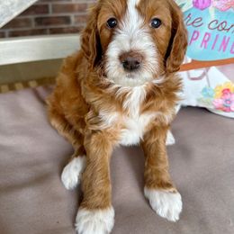 Goldendoodle Puppies from Halo Doodles