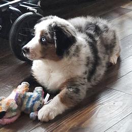 Labrador Retriever and Miniature American Shepherd Puppies from ROCK CREEK LABRADORS Pasco, WA