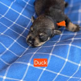 Duck - Salt and pepper male Miniature Schnauzer puppy in Piedmont, Oklahoma from J&K's Miniature Schnauzers