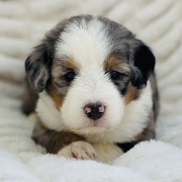 Bernedoodle Puppies from Renowned Bernedoodles