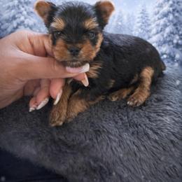 Benny orange collar - Black and tan male Yorkshire Terrier puppy in Selden, New York from Alisha's Yorkshire Terriers