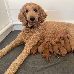 Golden Retriever and Poodle Puppies from Wrights Mountain Goldens