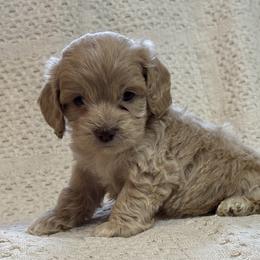 Tan collar - Cream male Cockapoo puppy in Berea, Kentucky from Blair’s Furry Friends