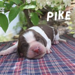 Pike - Liver and white female English Springer Spaniel puppy in Barnstead, New Hampshire from C & S Farms