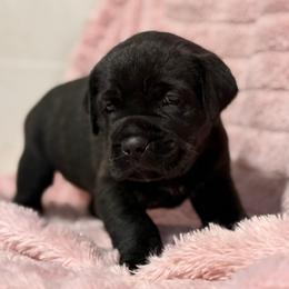 Pink Collar N - Black female Cane Corso puppy in Paris, Texas from Knucklehead Cane Corso