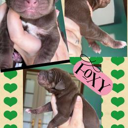 FOXY - Chocolate female Great Dane puppy in Wellsville, New York from Prophecy Danes