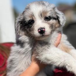 Australian Shepherd Puppies from Smothermon Livestock