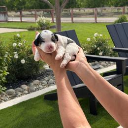Daisy - Tri-color female Bernedoodle puppy in Yuba City, California from Ranch House Doodles