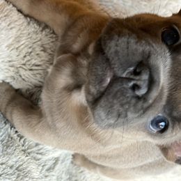 French Bulldog Puppies from Roley Poley Frenchies