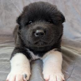 AKC Kai - Black male Akita puppy in Tombstone, Arizona from WeVolution Off-Grid