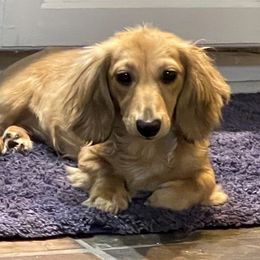 Kiyomi - Dachshund