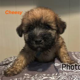 Cheesy - Wheaten male Soft Coated Wheaten Terrier puppy in Gladewater, Texas from Felicias Swheaties