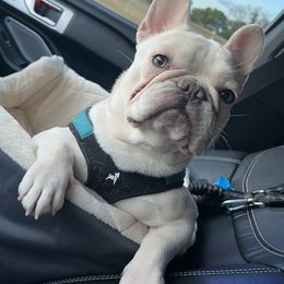 French Bulldogs from Driven Frenchies