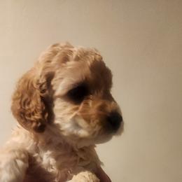 Aussiedoodle Puppies from My Classy Doodles