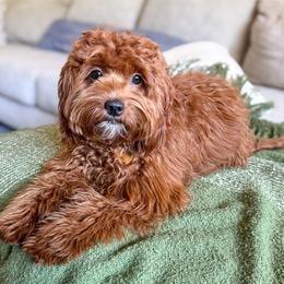 Pepper - Goldendoodle