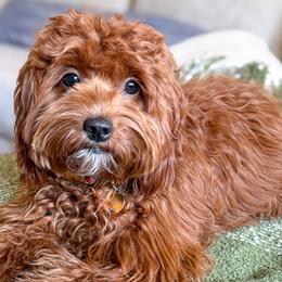 Pepper - Goldendoodle