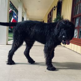 Sully - Labradoodle
