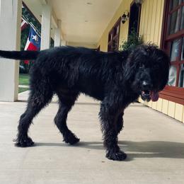 Sully - Labradoodle