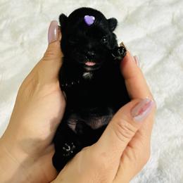 Aurora - Black female Pomeranian puppy in Green Cove Springs, Florida from Natasha's Ark of Joy