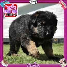 CARVEL promises to have it all - Black and red female German Shepherd puppy in Murrieta, California from Diamond Oaks German Shepherds