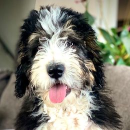 Bernedoodles from The Lawles Boys Bernedoodles