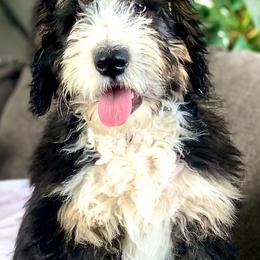 Bernedoodles from The Lawles Boys Bernedoodles