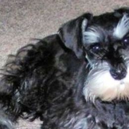 Miniature Schnauzers from Noreen Hand PremierMiniatureSchnauzers.com