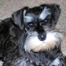 Miniature Schnauzers from Noreen Hand PremierMiniatureSchnauzers.com