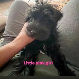 Miniature Schnauzer Puppies from Chantel's Miniature Schnauzers