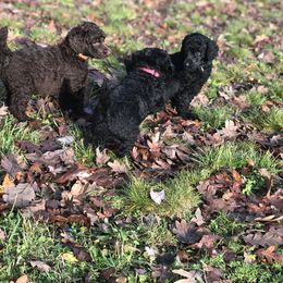 Poodle Puppies from Oakridge Standard Poodle