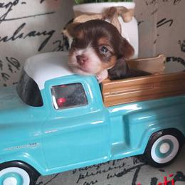 Fiona - Chocolate, tan and white female Yorkshire Terrier puppy in Clarksburg, Indiana from Hidden Gems Parti Yorkies