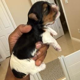 Black and White Girl - Parti female Yorkshire Terrier puppy in North Las Vegas, Nevada from KD's Yorkshire Terriers