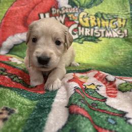 Max: Brown Collar - Light golden male Golden Retriever puppy in Monterey, Tennessee from Lawson’s Green Acres Goldens and Mini Dachshunds