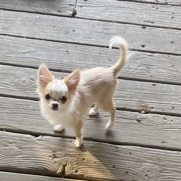 Chihuahua Puppies from Lisa's Chihuahuas
