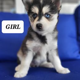 Pomsky Puppies from Shoreline Pomskies