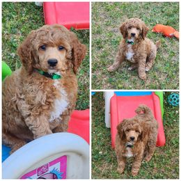 Green collar boy - Red  male Poodle puppy in Elma, Washington from Joyful Paw Poodles