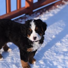 Bernese Mountain Dog Puppies from Must B Buffalo Berners