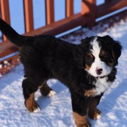 Bernese Mountain Dog Puppies from Must B Buffalo Berners