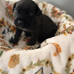 Donald - Black male Cane Corso puppy in Jacksonville, North Carolina from Cor Dei Cane Corso